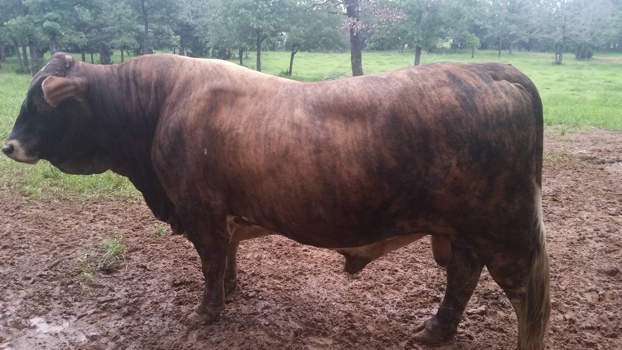 Cattle for Sale by Customers